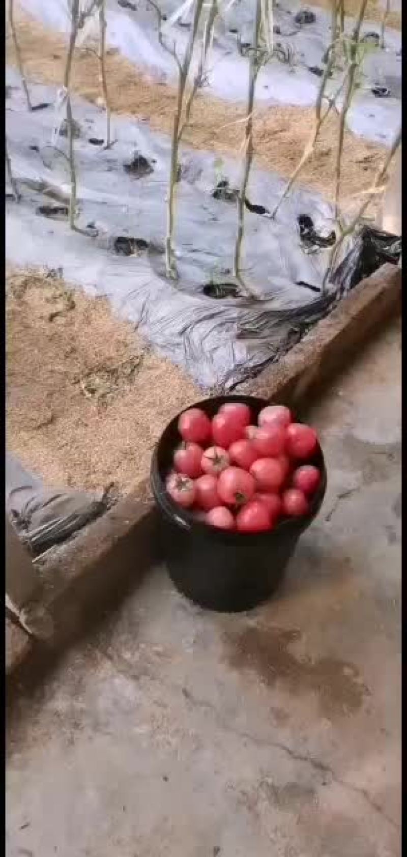 精品西红柿，口感好，适合批发，零卖
