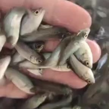 澳洲宝石鲈鲈鱼苗路亚鱼苗