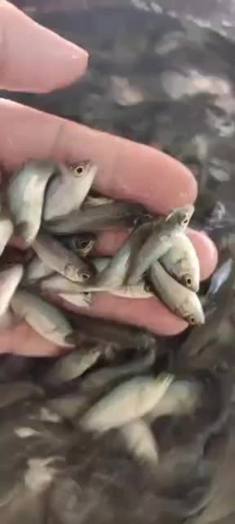 澳洲宝石鲈鲈鱼苗路亚鱼苗