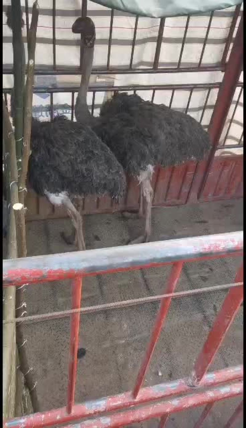 一岁大鸵鸟出售，，，，，，