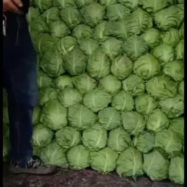 甘蓝中甘系列