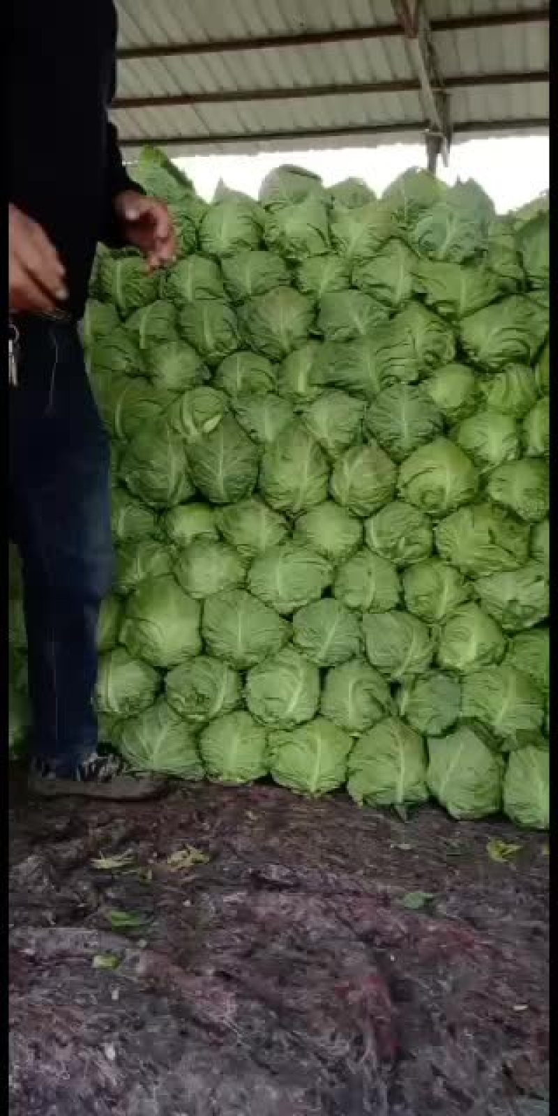 甘蓝中甘系列