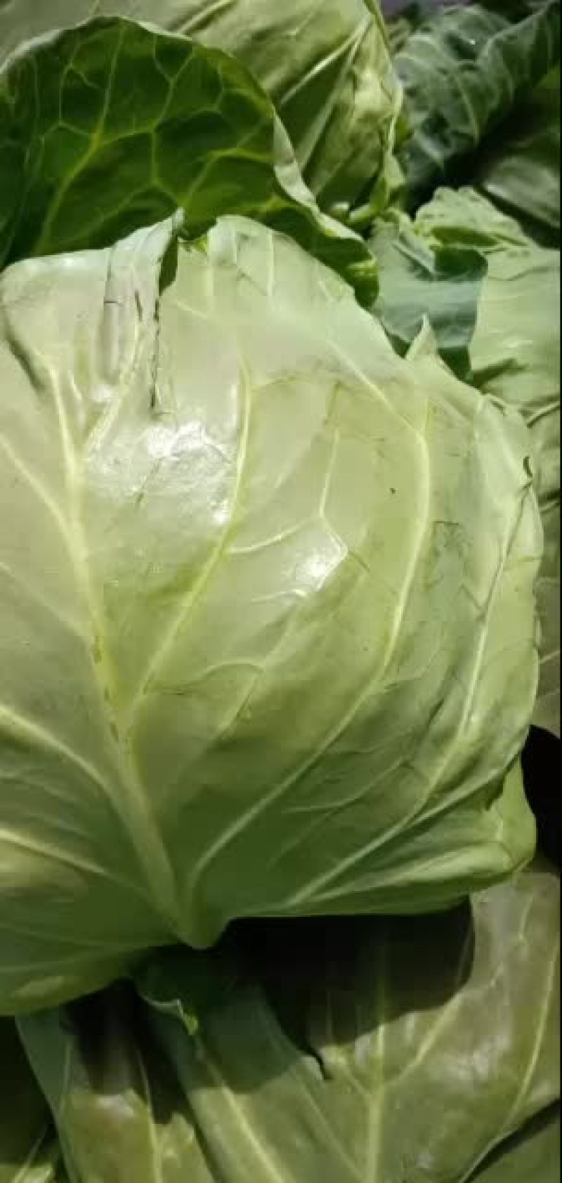 甘蓝中甘系列