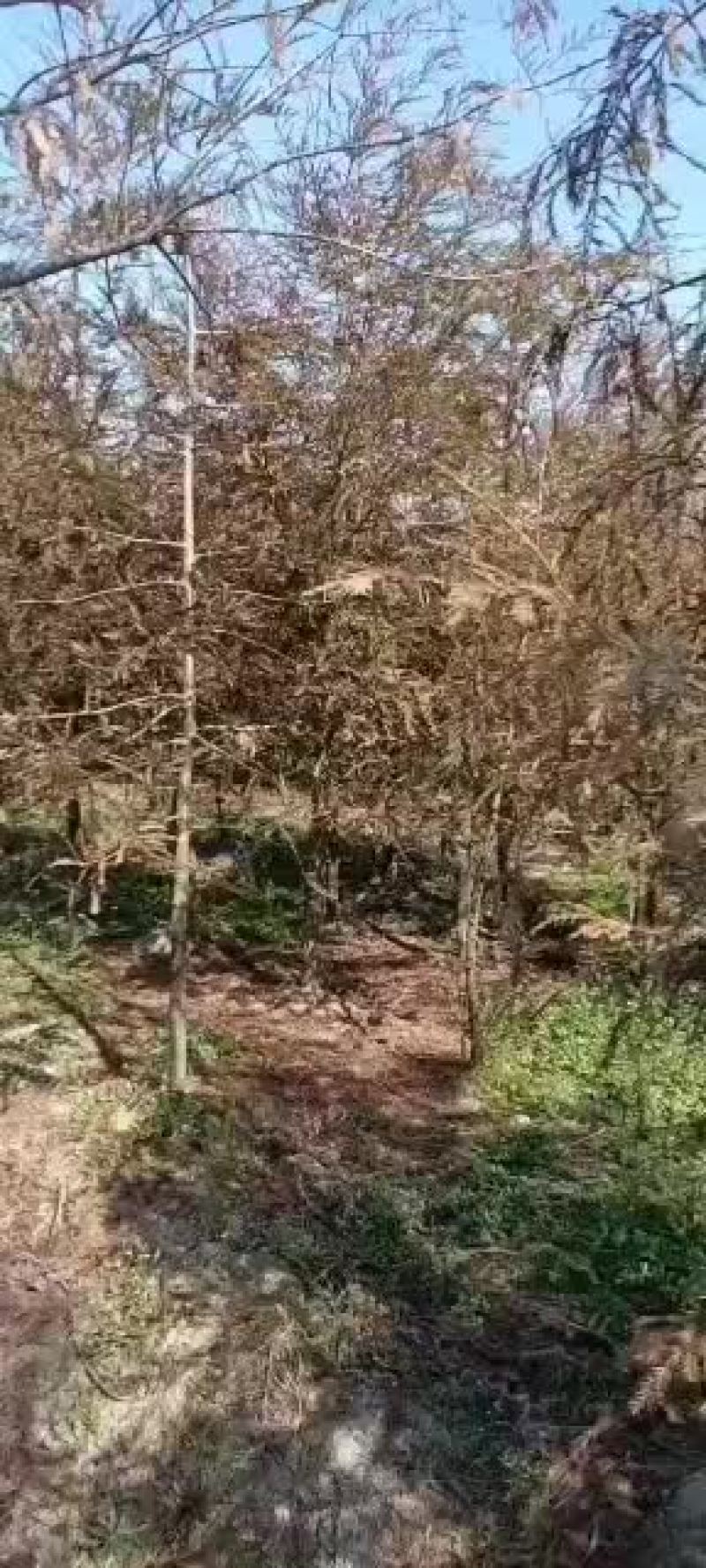 北美红杉，湖北北美红杉，盐城北美红杉，盐城基地