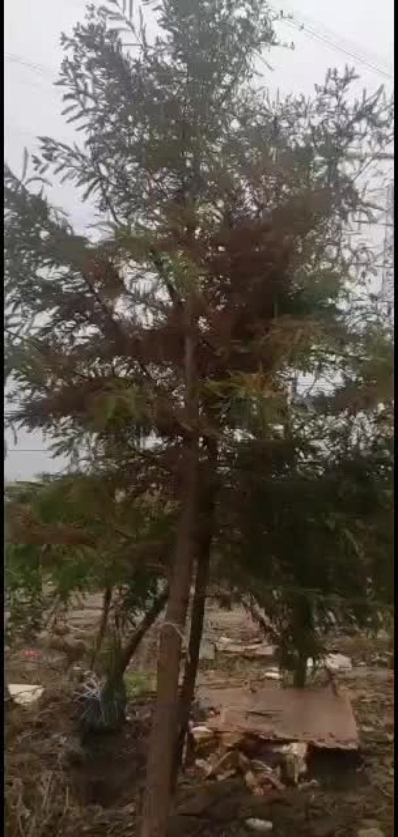 北美红杉，湖北北美红杉，盐城北美红杉，盐城基地