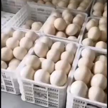 鸵鸟蛋，大量现货，一个可达到3斤左右