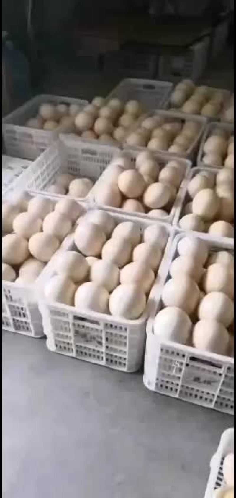 鸵鸟蛋，大量现货，一个可达到3斤左右