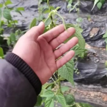 代收各种蔬菜，西红柿