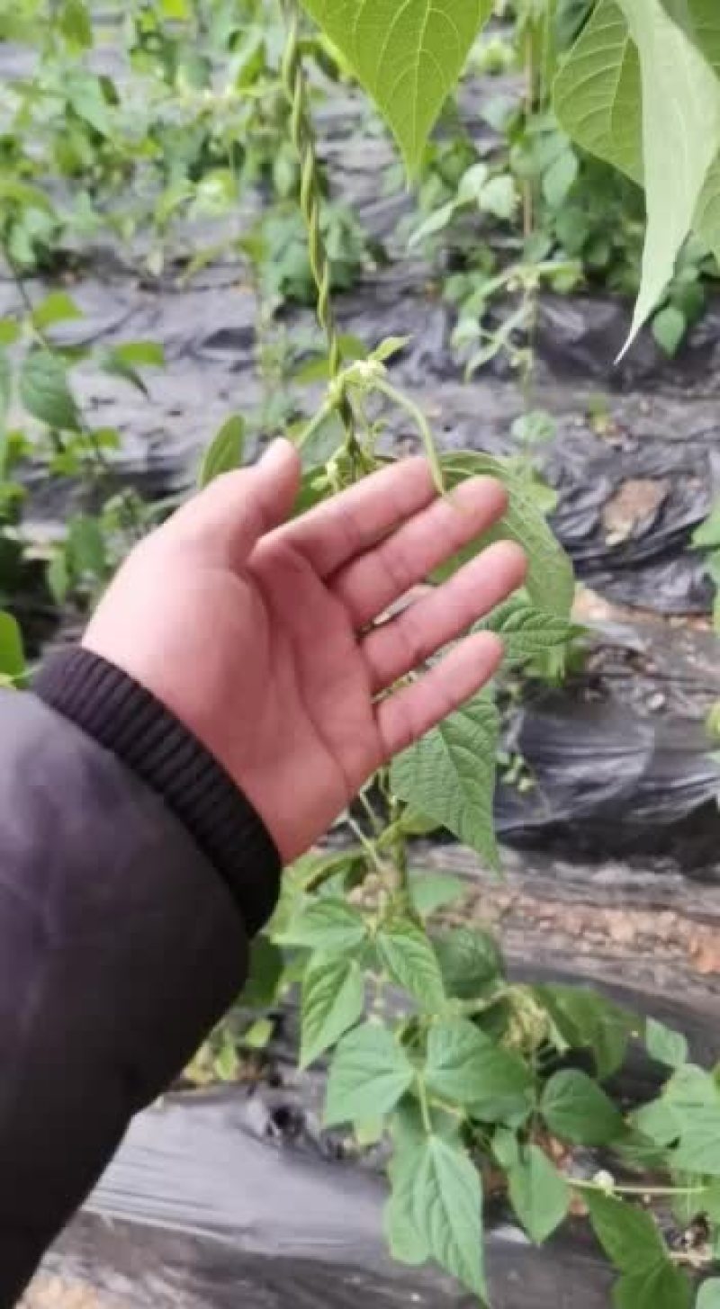 代收各种蔬菜，西红柿