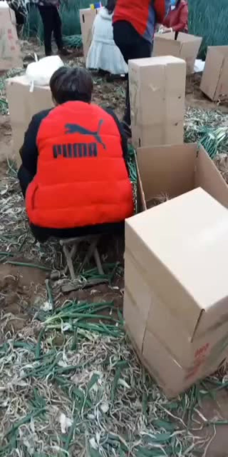 基地大量出售小分葱、九条葱