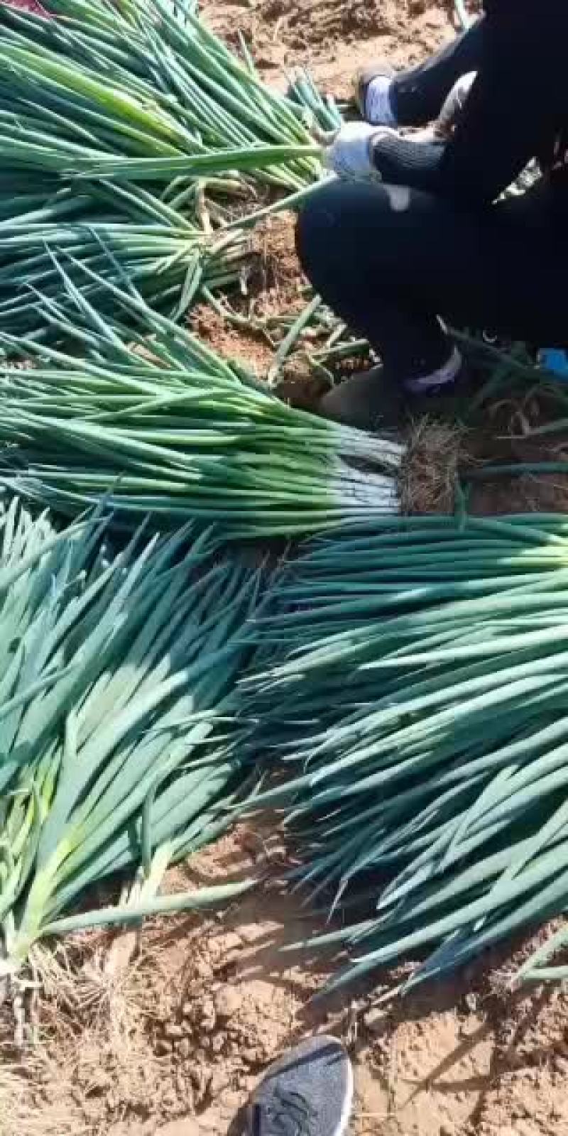 基地大量出售小分葱、九条葱