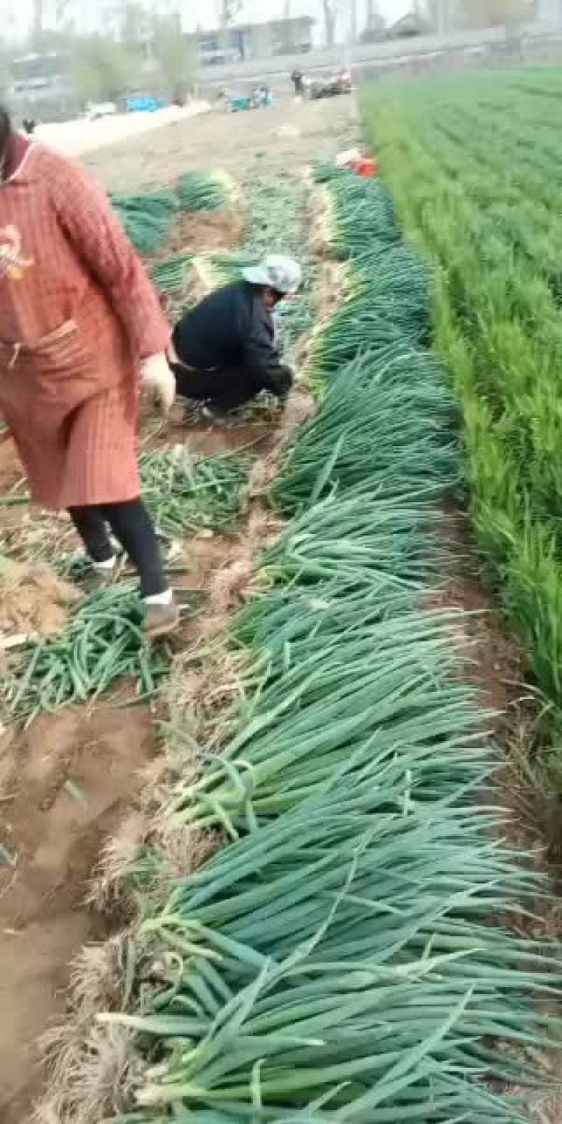 基地大量出售小分葱、九条葱，质量上乘，欢迎广大客商前来洽
