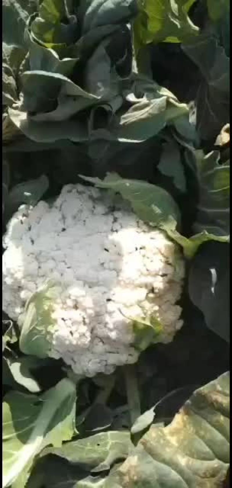 精品。。。。。。。。