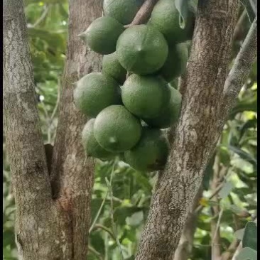 夏威夷坚果鲜采摘鲜发