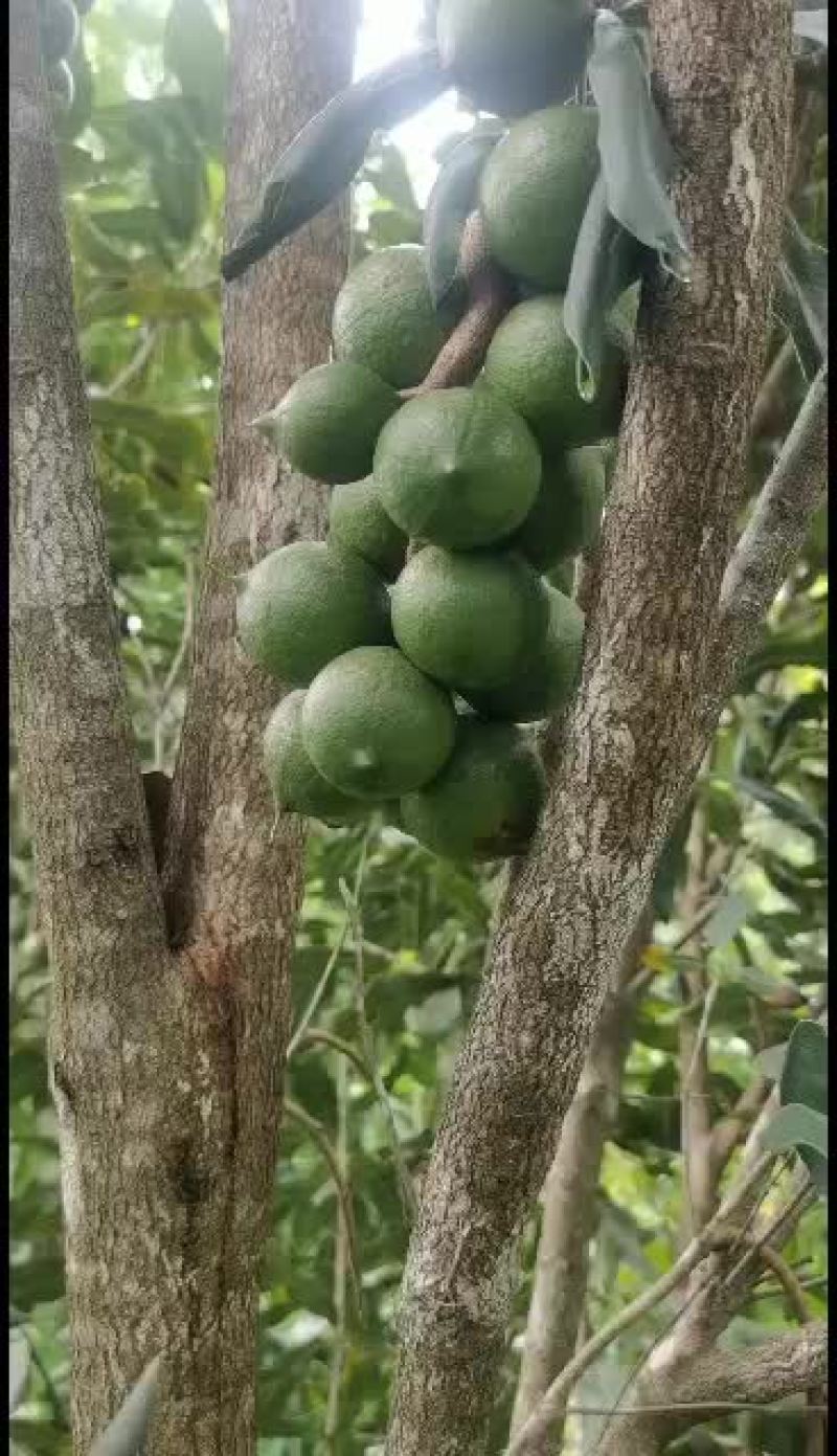 夏威夷坚果鲜采摘鲜发