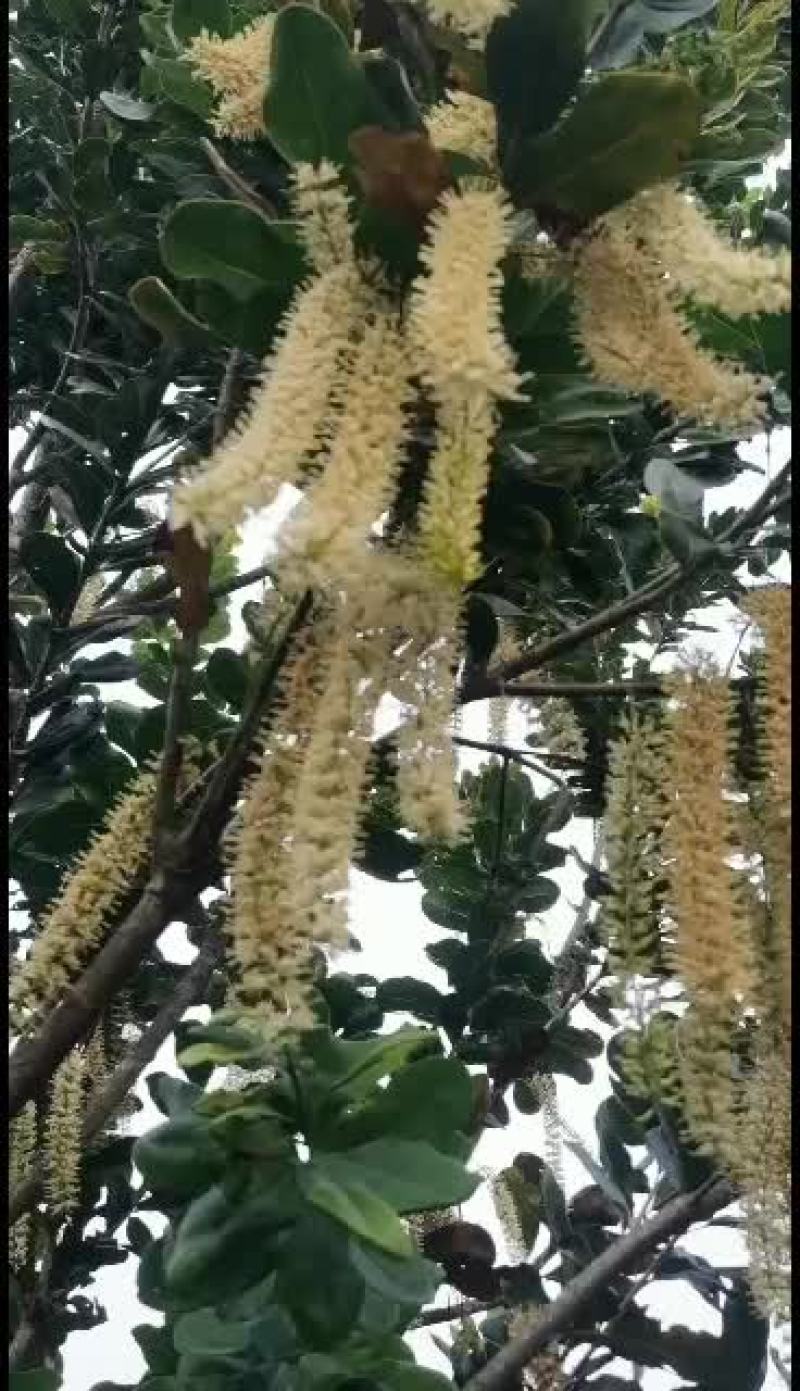 夏威夷坚果鲜采摘鲜发