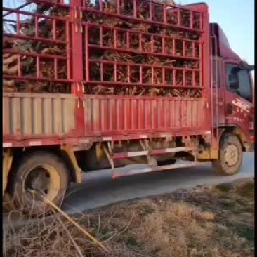 出售占地桃树5000棵量大优先货源充足，质量保证，