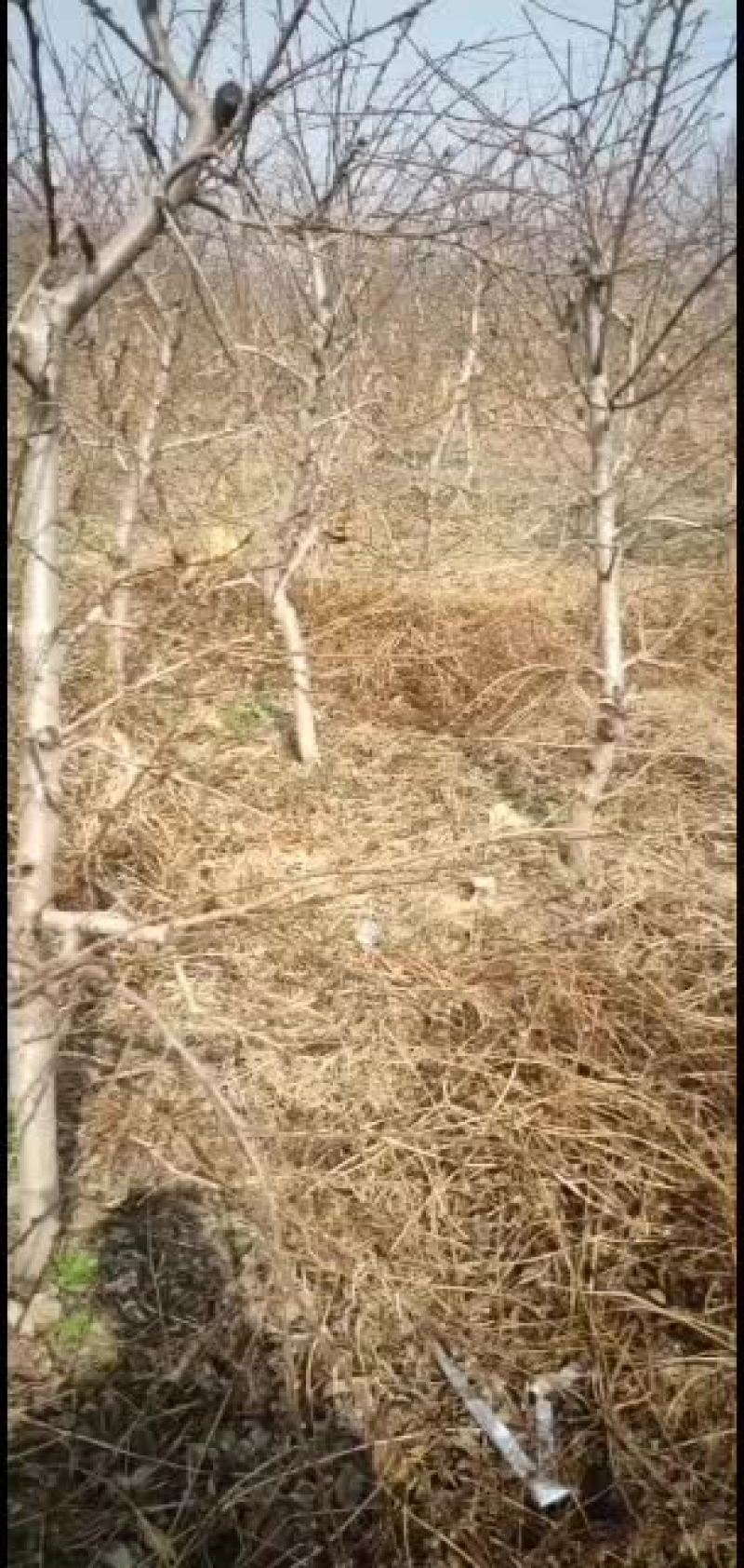 出售占地桃树5000棵量大优先货源充足，质量保证，