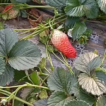 新鲜草莓，正在釆果，欢迎定购