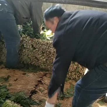 山东单县徐寨农贸市场瓜果菜