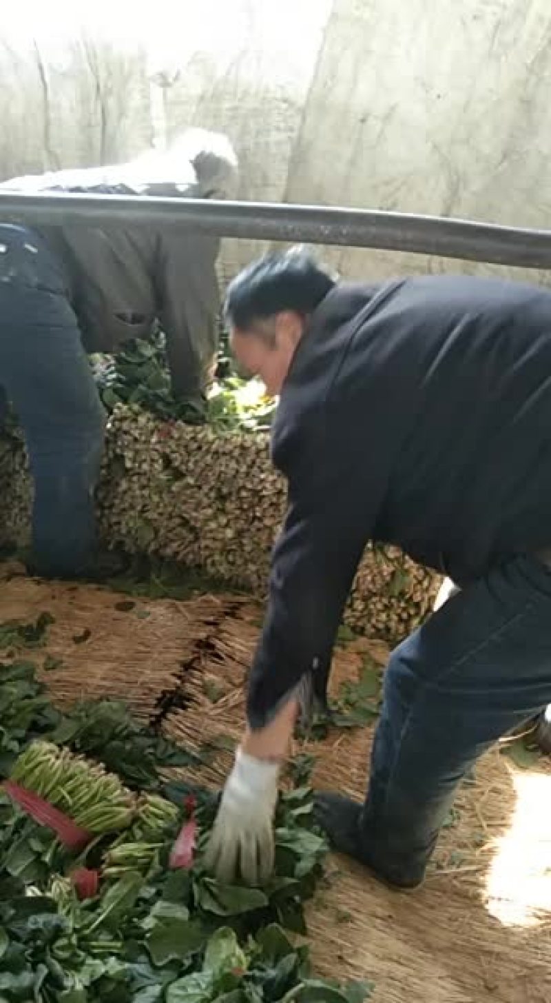 山东单县徐寨农贸市场瓜果菜