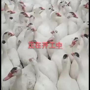 番鸭公90几天的均重10斤起