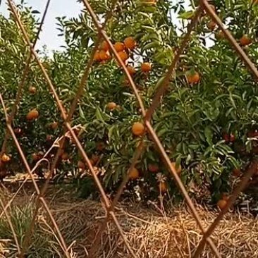 沃柑基地发货，现摘现卖