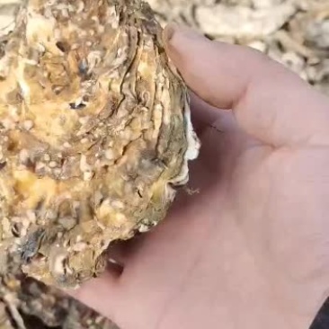 1-4两通货肥度九成