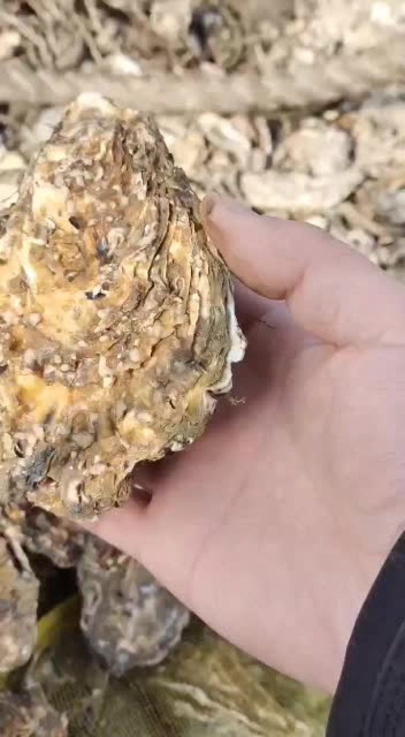 1-4两通货肥度九成