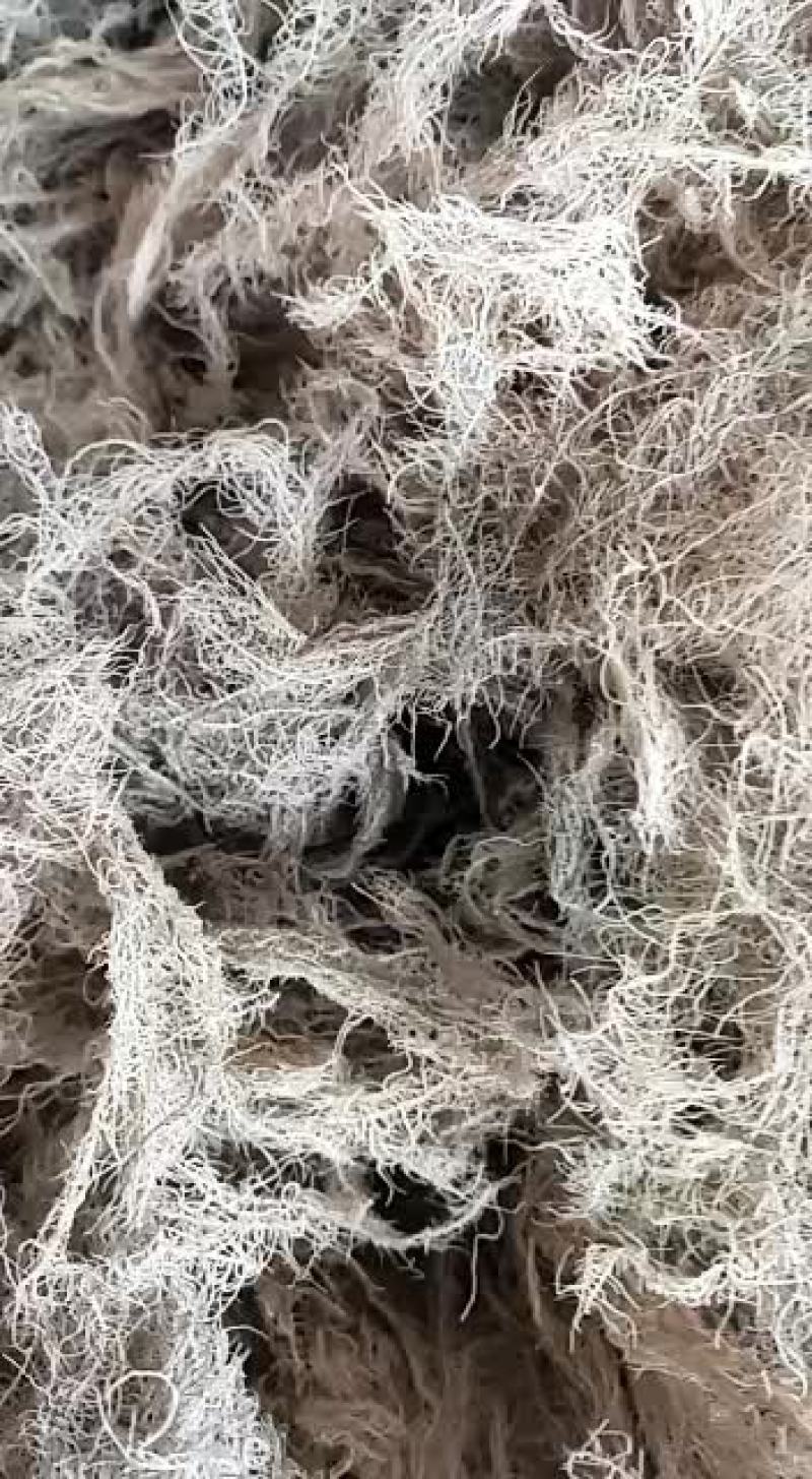 嘉煜云雾草松萝老君须500g长天蓬草金线草树挂