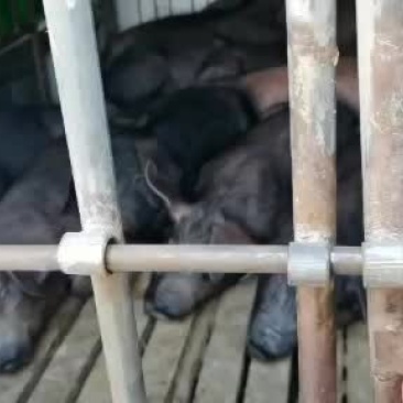 健康黑猪公母都有，价格实惠