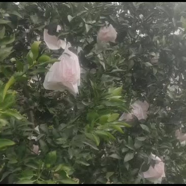 丑柑，不知火大量成熟期