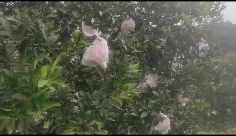 丑柑，不知火大量成熟期