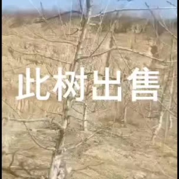 大樱桃苗，红灯大樱桃苗，美早挂果大樱桃，矮化吉六根系