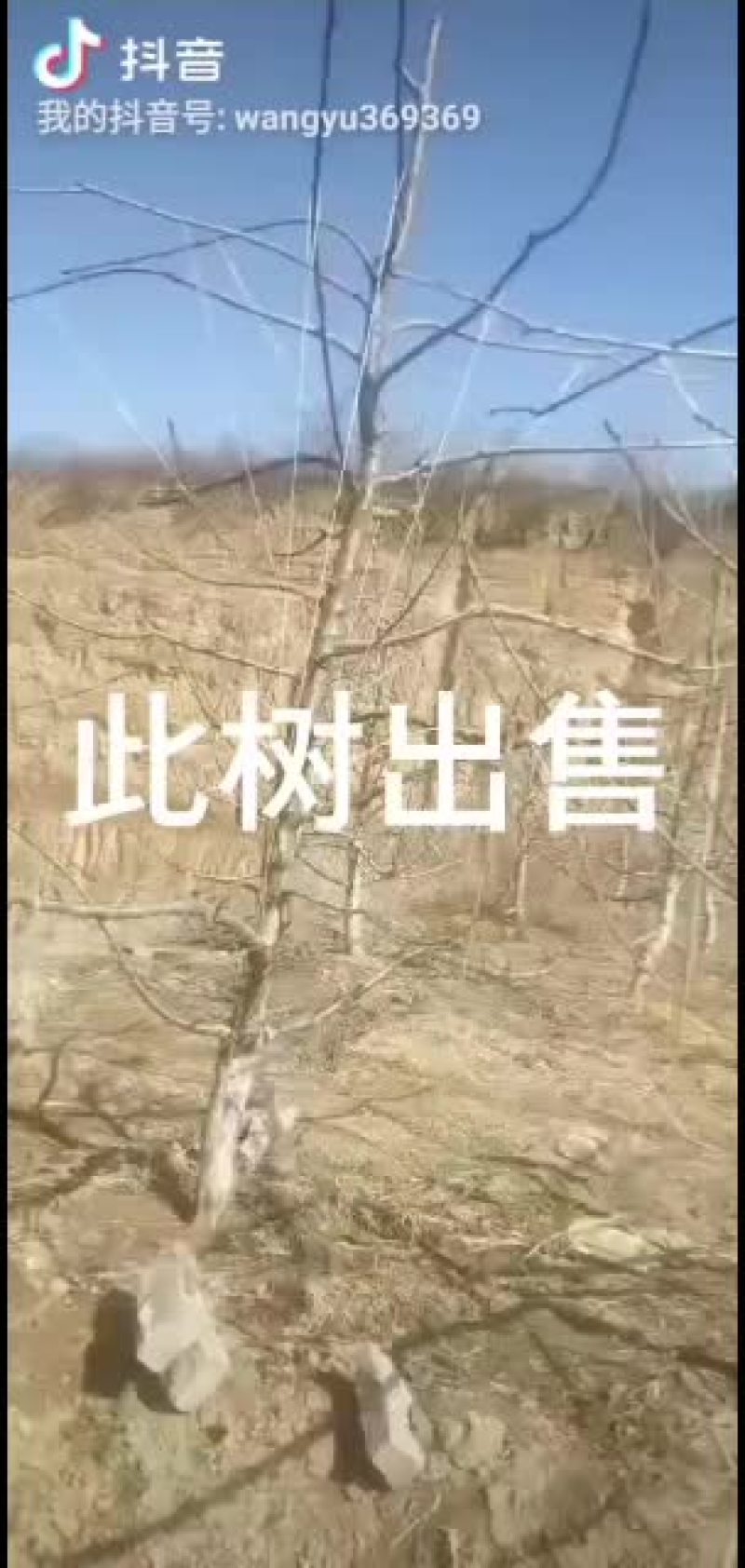 大樱桃苗，红灯大樱桃苗，美早挂果大樱桃，矮化吉六根系