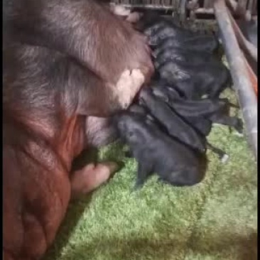 藏香猪苗自繁自养好养。