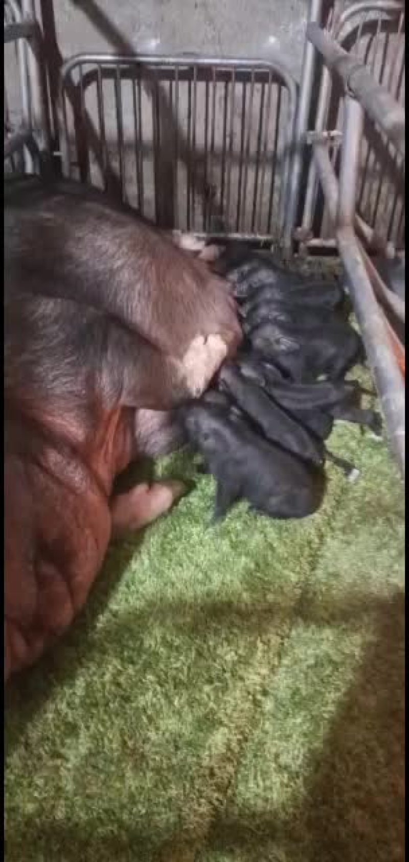藏香猪苗自繁自养好养。