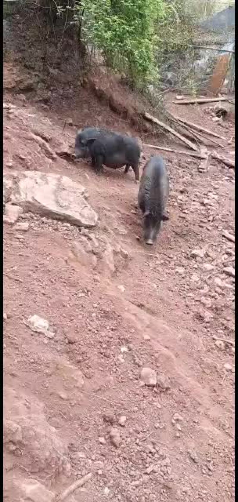 藏香猪苗自繁自养好养。