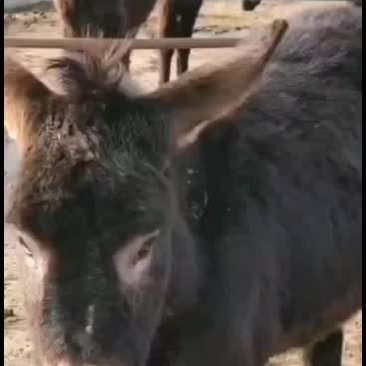 养驴计划肉驴品种春季养驴德州驴毛驴三粉驴乌头驴