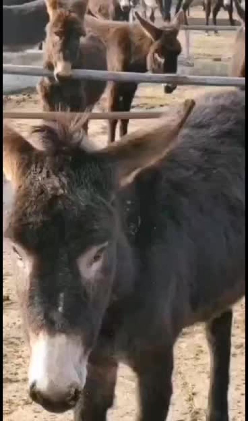 养驴计划肉驴品种春季养驴德州驴毛驴三粉驴乌头驴