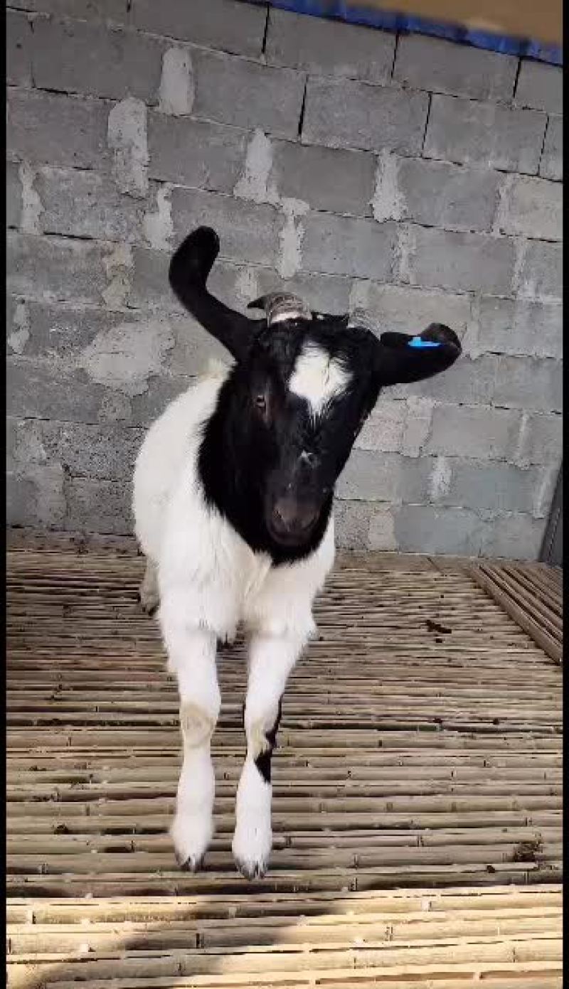 嘉祥县洪昆牛羊养殖场波尔山羊