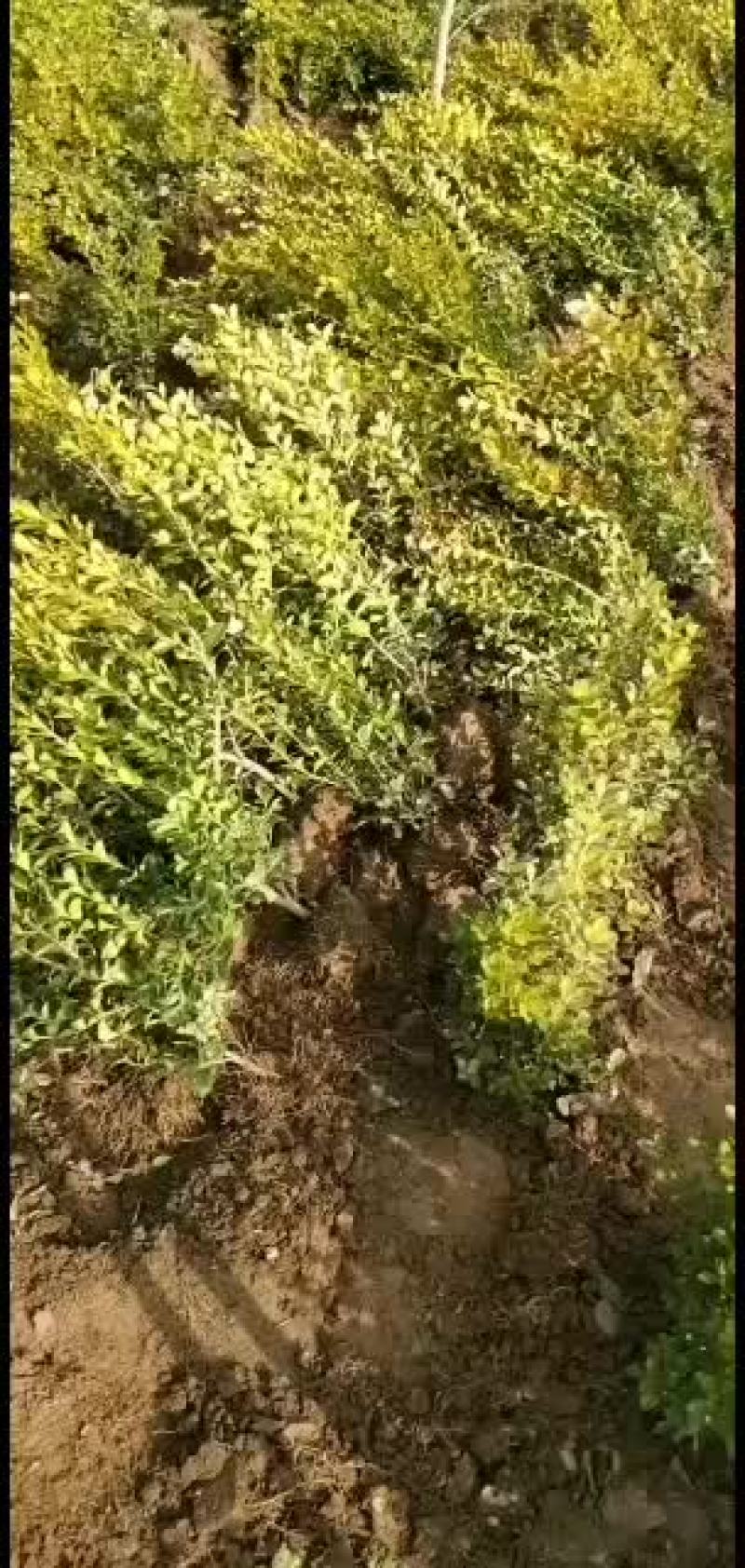 瓜子黄杨分栽苗瓜子黄杨小毛球