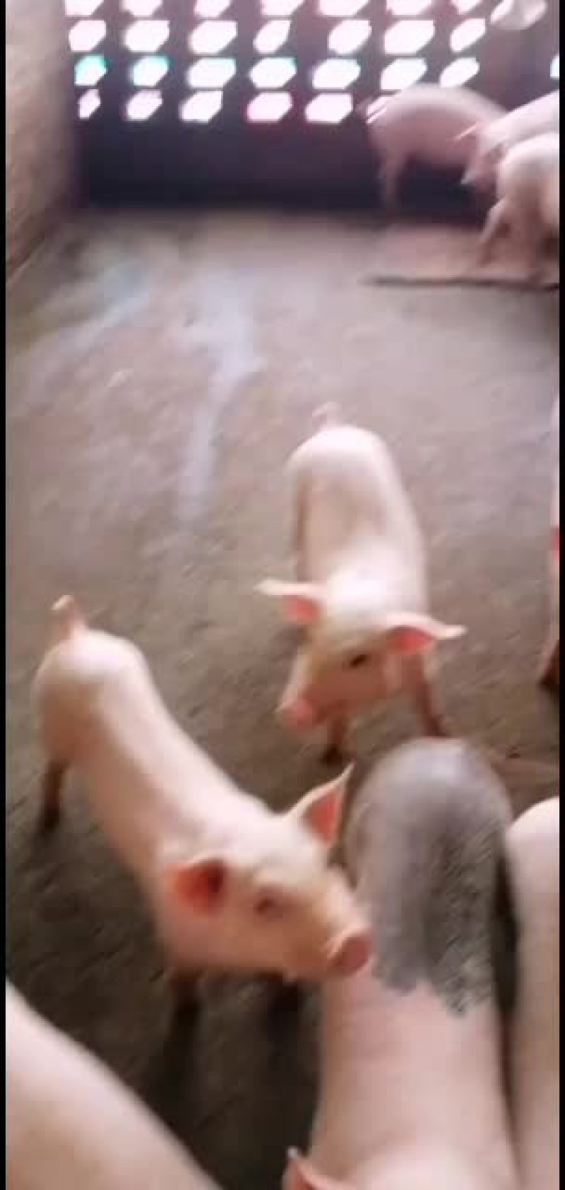 长白，土白，三杂等各种猪苗出售价钱优惠可送货上门。