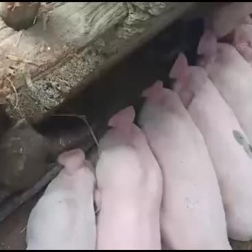 长白，土白，三杂等各种猪苗出售价钱优惠可送货上门。