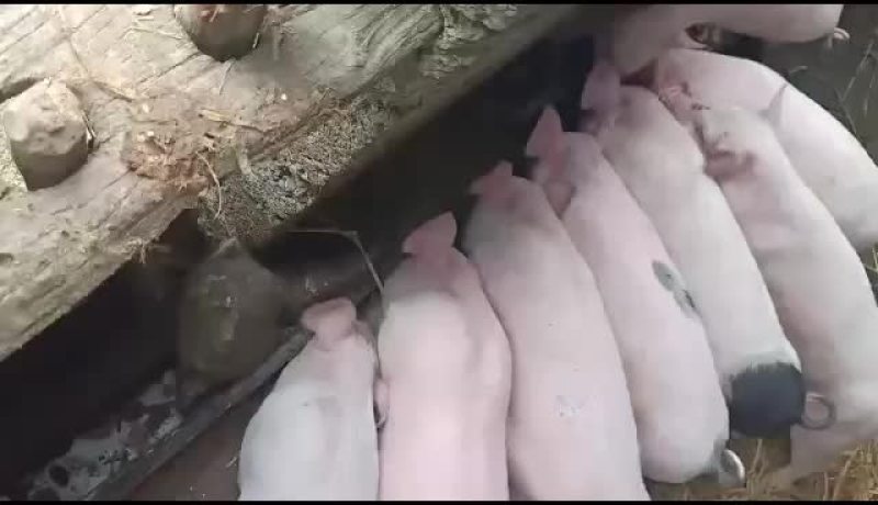 长白，土白，三杂等各种猪苗出售价钱优惠可送货上门。