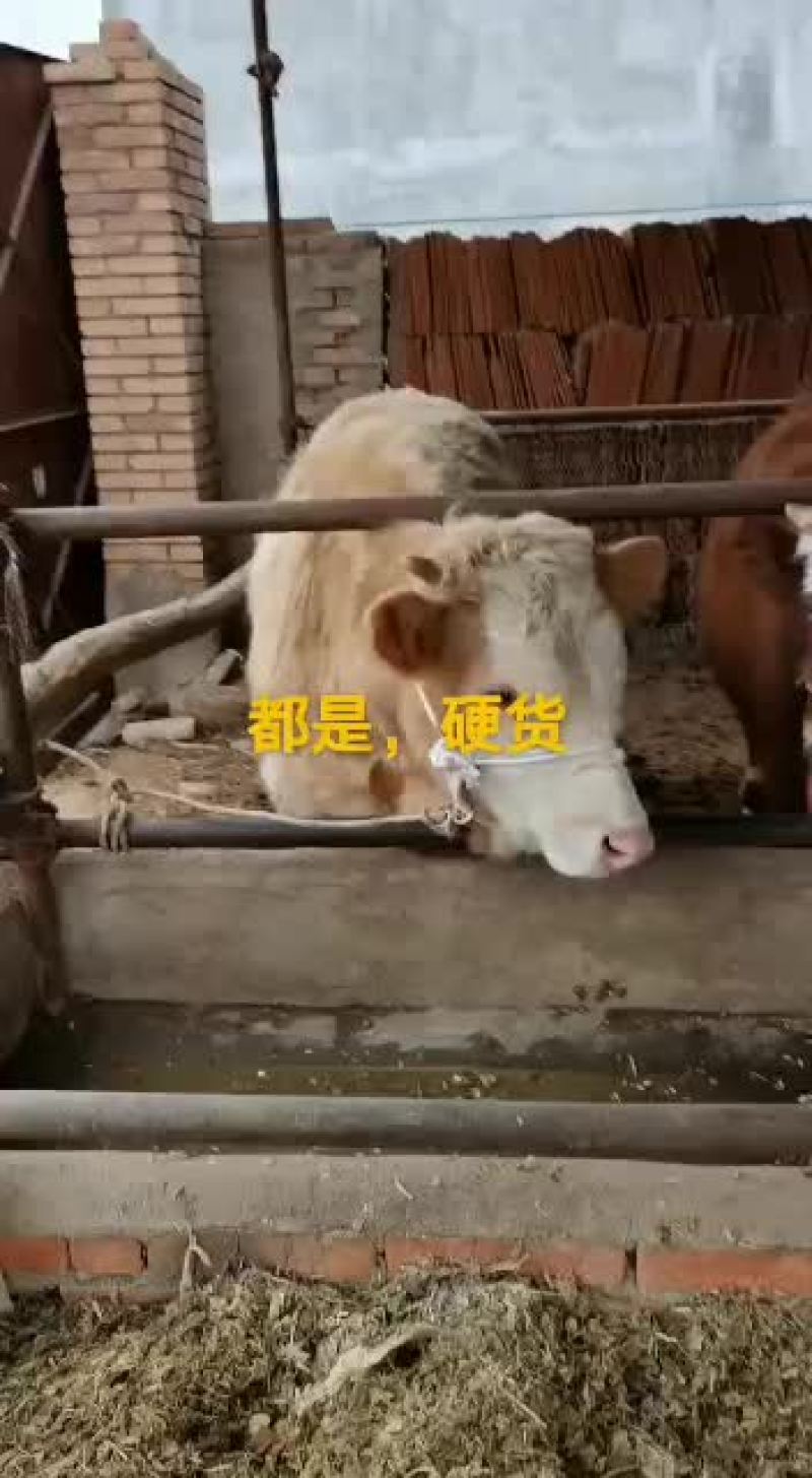 本市场出售牛仔，架子牛价格合理，