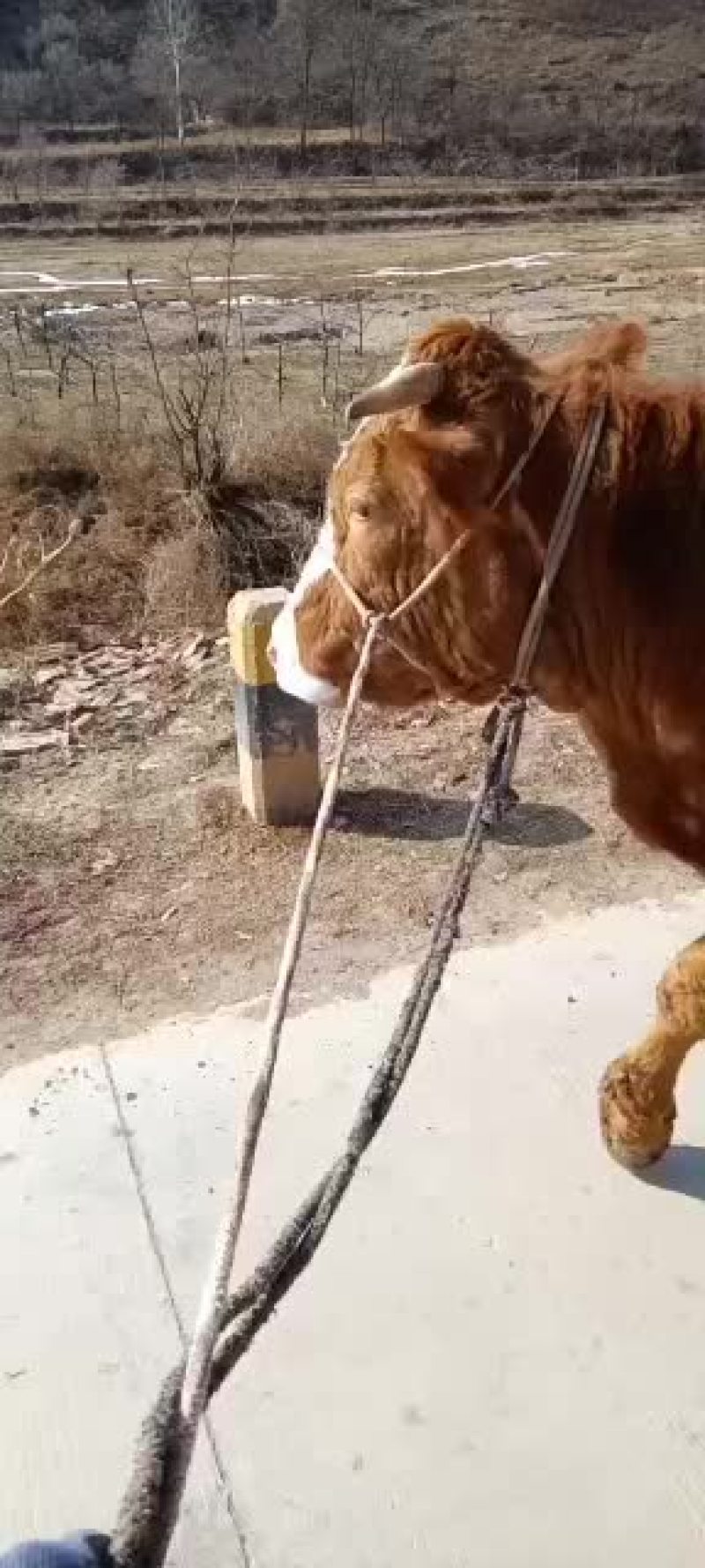 本市场大量出售各种小牛，肉牛架子牛等等