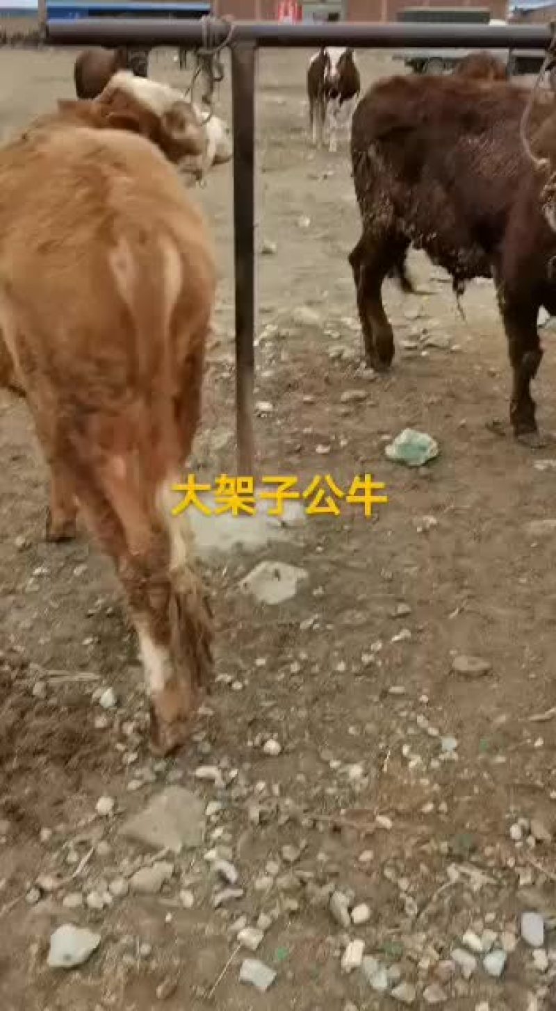 本市场大量出售各种小牛，肉牛架子牛等等