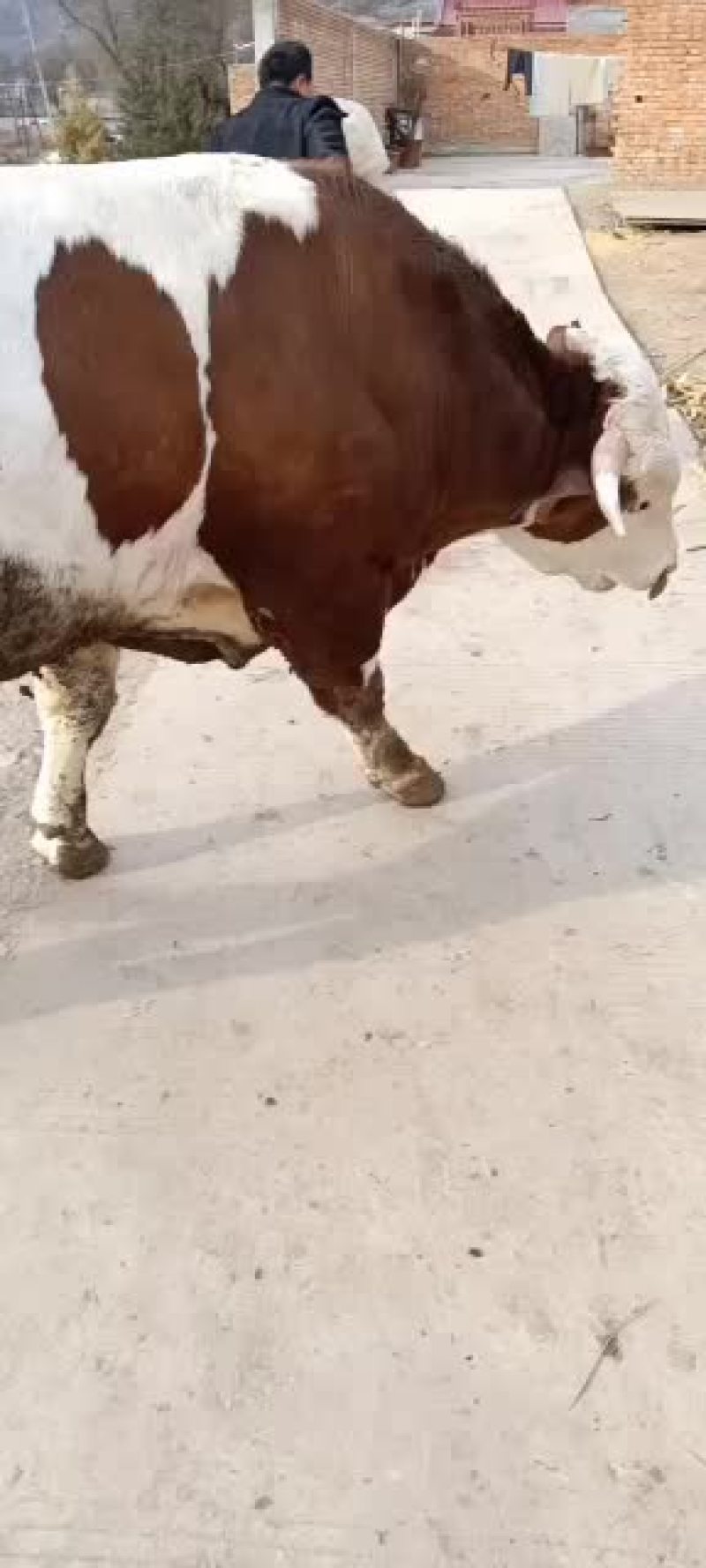 本市场大量出售各种小牛，肉牛架子牛等等