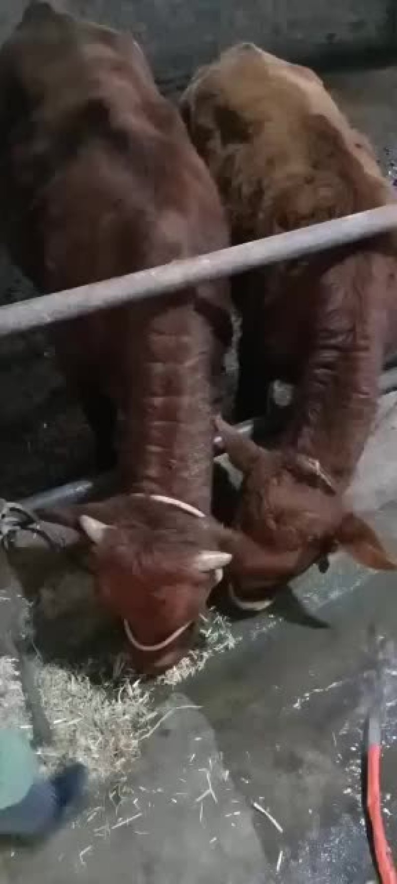 本市场大量出售各种小牛，肉牛架子牛等等